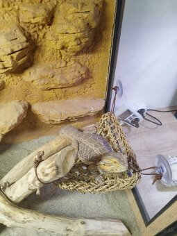 Agama,terarium - 4