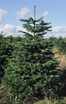 Kaukazská jedľa 2,00-2,50 smrek vianočné stromčeky - 4