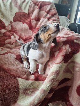 Jazvecík krátkosrsty - 4