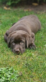 Labradorský retriever s rodokmeňom - 4