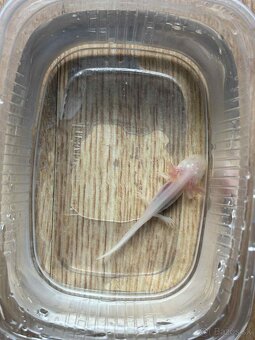 Axolotl mexický - 4