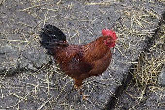 Predam liliputka - 4