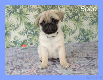 MOPS s PP. - 4