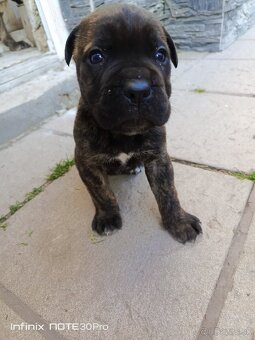 Cane Corso - 4
