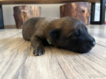Belgický ovciak Malinois - 4