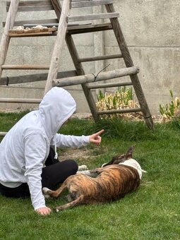 Americky stafordšírsky teriér s PP - 4