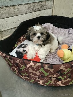 Rozkošné Shih-Tzu šteniatka (shitzu, shih tzu,shihtzu) - 4