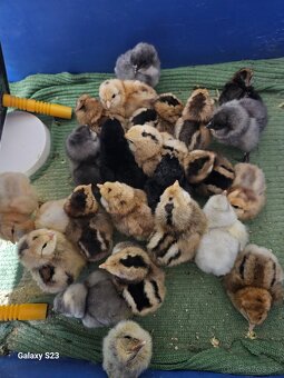 Predám kurčata araucana - 4