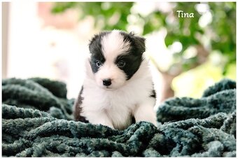 Border Collie Border Kolia s PP FCI - 4