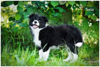 Border Collie Border Kolia s PP FCI - 4