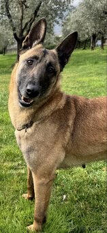 Belgický ovčiak - Malinois - 4