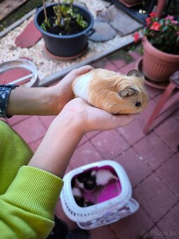 Morské prasiatka - 4