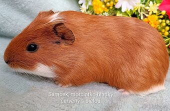 Morča/Morčiatka samčekovia - 4