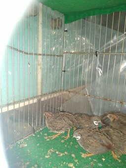 Predám prepelice činske - 4