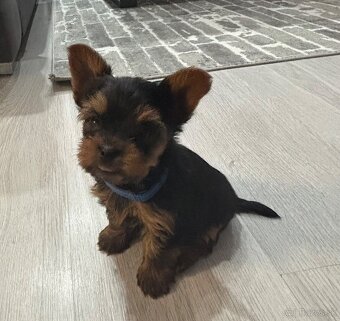 Yorkshirsky terier mini - 4