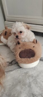 Predám Yorkshire terrier mini - 4