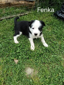 Šteniatka na predaj - 4