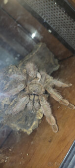pavúk, tarantula, vtáčkar - 4