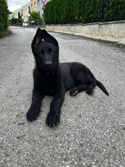Nemecký ovčiak šteniatka s PP - 4