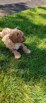 Maltipoo+maltipoo= maltipoo - 4