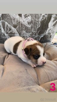 Jack Russel Terier - 4
