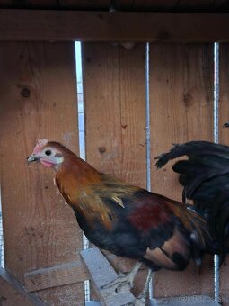 Kur bankivský - predám tohtoročný odchov- kohúty - 4