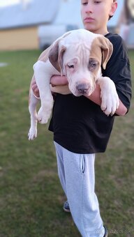 Šteniatka American Bully XL - 4