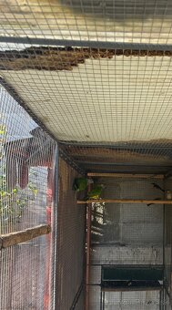 Senegalsky papagaj - 4