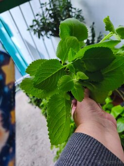 Nádchovník rímovník muchovník - 4