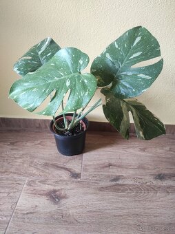 Monstera Thai - 4