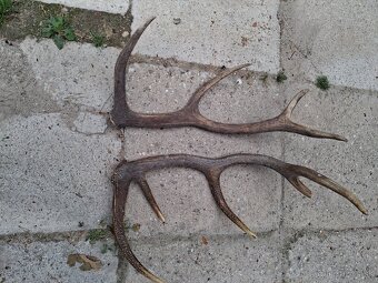 Lampa z parožia - 4