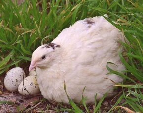 Prepelice japonské - 4