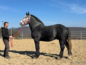 Valach na predaj - percheron - 4