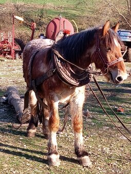 Predám ťažného zrebca - 4
