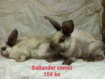 Izbový, sallander, belgický, nemecký obor - 4