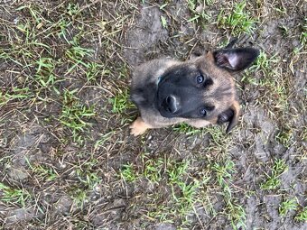 Belgicky ovciak X nemecky ovciak - 4