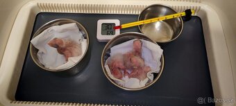 Amazonik bielobruchy - 4