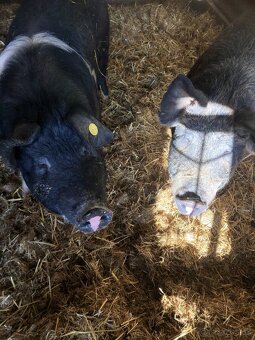 Jatočné ošípané - 4