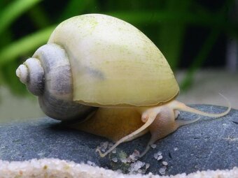Ružove a biele Ampularie-Pomacea bridgesii - 4