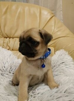 Mops s PP - 4