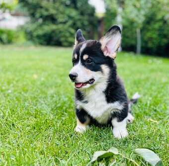 Welsh Corgi Pembroke s PP - 4