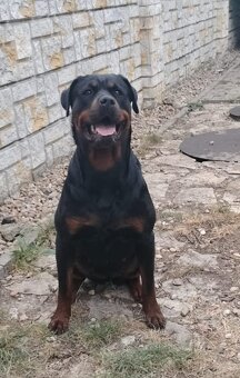 Šteniatka Rottweilera, Rottweiler, Rotvajler,Rottweiler s PP - 4