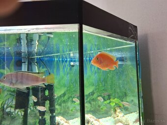 Akvario 300l - 4