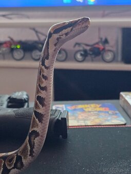 Python Regius - Pytón kráľovský - Ball Python - 4