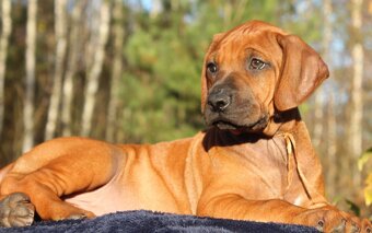 Rhodézsky ridgeback - 4