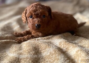 Pudel Toy - psikovia red bez pp - 4