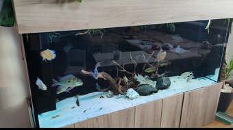 ‼️Akvarium 170x50x70cm‼️ - 4