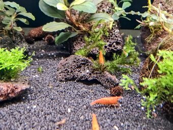 Predám krevetky Orange Sunkit Grade SS - 4