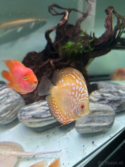 Discus, diskus - 4