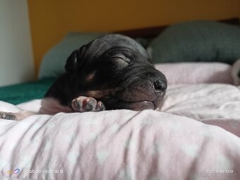 Americký bezsrsty terier - FCI - 4